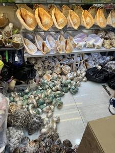 Conchas marinas limpias y pulidas de Vietnam, superventas, artesanías talladas, conchas marinas - Product Image 5