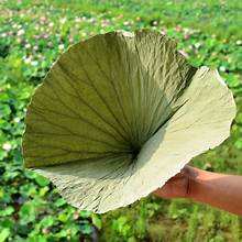 ใบบัวตากแดดเพื่อสุขภาพฉลากสะอาดช่วยดีท็อกซ์ธรรมชาติช่วยเพิ่มภูมิคุ้มกัน - Product Image 2