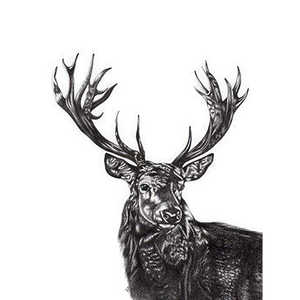 Impresión artística de ciervo de Lucy Francis, elegante naturaleza muerta de un ciervo - Product Image 1