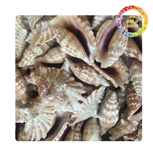 Conchas de cauri blancas | Precio a granel para diseñadores de joyas y amantes de la decoración | Venta caliente de conchas marinas 2025 - Product Image 3