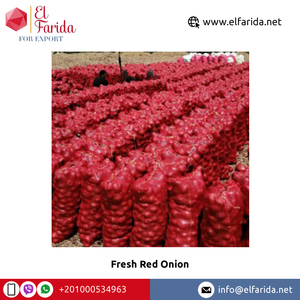 Ai Cập Xuất Xứ Nhà Sản Xuất Chất Lượng Cao Nhất Bán Ngon Rau Tươi Hành Tây Đỏ Với Số Lượng Lớn Giá - Product Image 3