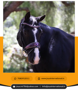 Edición limitada Cosmopolitan Snaffle Bridges Brida de cuero anatómico Proveedor Precio de fábrica al por mayor - Product Image 2