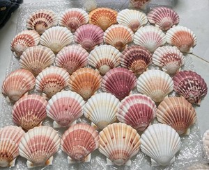 Fournisseur en gros de coquilles de coquillages naturelles et de coquilles de diamant en provenance du Vietnam pour la décoration et l'artisanat - Product Image 3