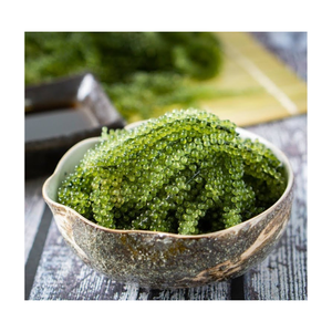 องุ่นทะเลแห้ง Caulerpa lentillifera สาหร่ายทะเลสีเขียวแห้งผักทะเลมอสแห้งองุ่นทะเลกินได้ - Product Image 6