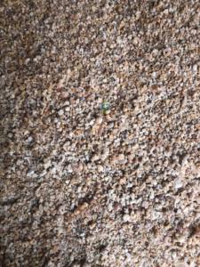 Gomme arabe naturelle de haute qualité Produit agricole Hashab Gum Arabic - Product Image 3