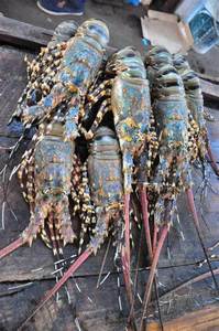 กุ้งสดแช่แข็งสด - Product Image 3