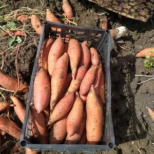 Premium 100% <b>Fresh</b> Sweet <b>Potato</b> Natural Sweet Agriculture sweet <b>potato</b> from manufacture - Product Image 1