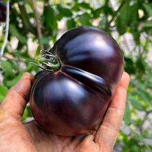 Semillas de Tomate Cherry Exótico Rebel Starfighter Prime, Comestibles, 10 kg, Frescas, Favoritas de los Mercados Especializados y los Coleccionistas de Semillas - Product Image 1