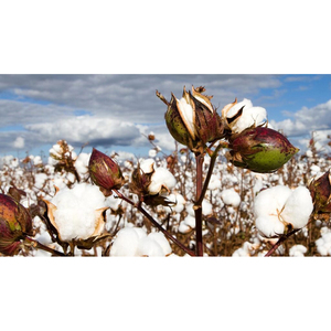 Wholesale 100% Pure Organic <b>Raw</b> <b>Cotton</b> Filling Material Buy From Belgian Exporter - Product Image 2