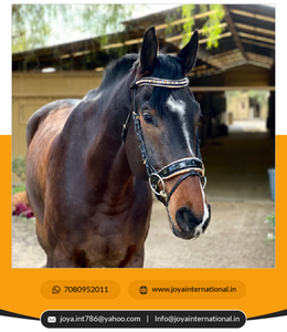 Cleopatra-Bride en cuir verni noir avec rembourrage en or et passepoil verni blanc Bride en édition limitée multifonctionnelle - Product Image 5