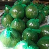 Premium verse groene pomelo met roze vruchtvlees |   100% natuurlijk zoet, hoogwaardig pomelo fruit |   Klasse 1,6 kg VS EU AU Midden-Oosten