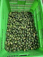 PRODUCTO DE NUEZ DE BETEL CONGELADA TOTALMENTE NATURAL/PROCESO DE CONGELACIÓN LIMPIA/SUSTANCIAS NO ARTIFICIALES/2/2/1/2 - Product Image 3