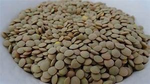 ถั่วเลนทิลดำธรรมชาติ แห้ง แบบเม็ด ปราศจากสารกำจัดศัตรูพืช เกรด 1 สำหรับบริโภคของมนุษย์ บรรจุภัณฑ์แบบจำนวนมาก จากประเทศอียิปต์ - Product Image 2