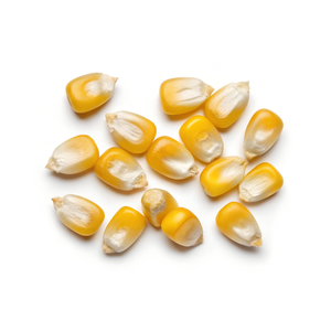 Maïs jaune biologique de qualité 1, non-OGM, 100% pur et naturel, adapté à la consommation humaine et à l'alimentation animale, d'origine indienne - Product Image 2