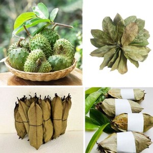Hojas de Guanábana Secas Naturales de Vietnam al por Mayor para el Procesamiento de Ingredientes de Bebidas - Product Image 4
