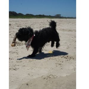 Juguetes Interactivos de Madera de Café con Cuerda, Diseñados para Perros, Masticables, Hechos en Vietnam - Product Image 4