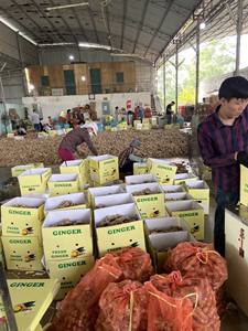 Gingembre frais sec moulu de haute qualité, biologique, pour épices, cuisine indienne et asiatique, distributeur en gros Vietnam 99GD 0,5kg 2 - Product Image 2