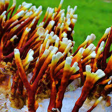 100% Organic Frozen Antler Reishi <b>Mushroom</b> <b>Mushroom</b> Cultivated From Vietnam IQF Freeze Method Cheap Price - Product Image 6