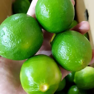 Limette kernlose frische kernlose Limette frische grüne Zitrone hohe Qualität für den Export wettbewerbs fähigen Preis Vietnam