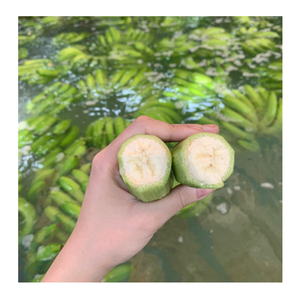 Fresh Banana Glow: Une collation luxuriante et veloutée qui déborde de douceur, parfaite pour un régal rafraîchissant ou une base de smoothie vibrante - Product Image 4