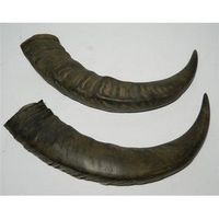 Corne de buffle d'Assam 100% naturelle et biologique, forme naturelle, noire, souvenir nautique européen, taille personnalisée, artisanat, export Inde