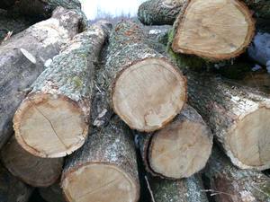 Wholesale EucalyptusTimber <b>Logs</b> Oak Wood <b>Logs</b> at Cheap Price - Product Image 3