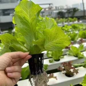 Sistemas Avanzados de Cultivo Hidropónico en Interiores y Torre Aeropónica para Agricultores - Product Image 4