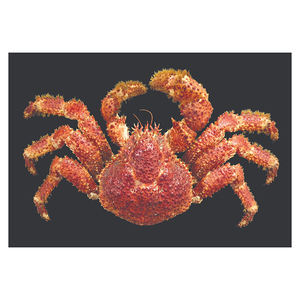 Crabe royal chilien à bas prix, disponible en gros avec une manipulation froidement contrôlée et fiable. - Product Image 6