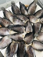 Poisson gourami en peau de serpent séché à prix compétitif
