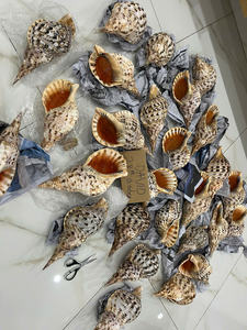 Coquille d'escargot et coquille de trompette, coquille durable pour les applications artisanales et d'exposition décoratives à long terme - Product Image 2