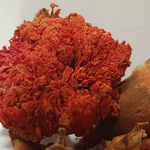 Embalaje personalizado precio razonable Granada flores secas servicio OEM Granada flores secas fragancia natural de alta calidad - Product Image 1