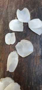 เครื่องชั่งน้ำหนักดิบจากเวียดนาม/เครื่องชั่งปลากะพงขาวจะถูกส่งออกไปในปริมาณมากเพื่อทำผงคอลลาเจน-แอนนาทำ W/A + 84982153058 - Product Image 2