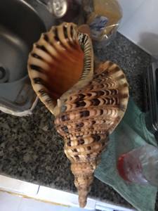 ตกแต่งด้วยทรัมเป็ตขนาดใหญ่สำหรับทรัมเป็ตเปลือกหอยไทรทันเปลือกหอยช์ทรัมเปตเปลือกหอยชาโรเนีย - Product Image 2