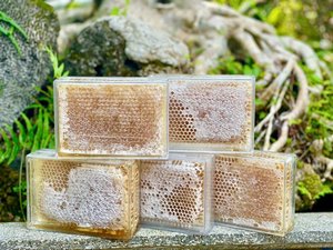 เค้กน้ำผึ้งรังผึ้งแบบเวียดนามแท้-น้ำผึ้งผึ้งป่าระดับพรีเมี่ยมข้อเสนอจำนวนมากสำหรับการส่งออกข้อเสนอการแข่งขันเพื่อการส่งออกจากประเทศเวียดนาม - Product Image 3