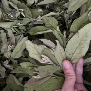 HEALTHY <b>GUAVA</b> LEAF TEA RICH IN ANTIOXIDANTS NATURAL WELLNESS TEA - Product Image 4