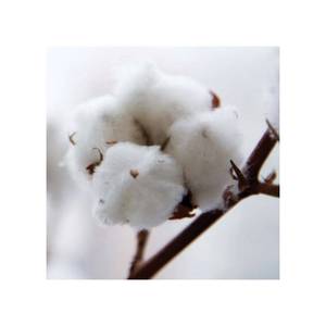 Matière première de balles de coton de haute pureté pour les filatures et l'exportation du fabricant de confiance - Product Image 3