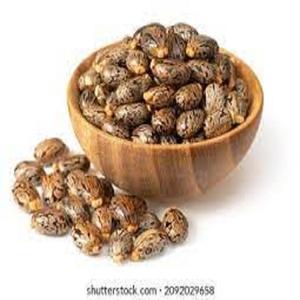 Usine de graines de ricin indiennes de qualité supérieure vente en gros 100 pour cent graines séchées naturelles de Ricinus communis traitées pour l'exportation - Product Image 1