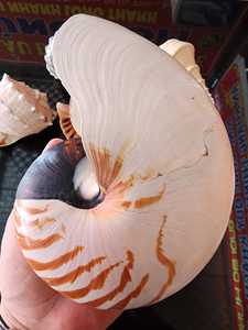 เปลือกหอยนอติลุสคุณภาพส่งออก แบบมีช่อง สำหรับตกแต่งบ้าน งานฝีมือ DIY ขายส่งจากเวียดนาม - Product Image 2