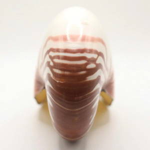 Proveedor de Shell de Vietnam 99 Gold Data ofrece Nautilus Shell para decoración costera boutique y juegos de recuerdos - Product Image 6