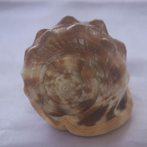 เครื่องประดับเปลือกหอยแกะสลักสไตล์ Cassis rufa เครื่องประดับเปลือกหอยแกะสลักสไตล์ Cassis rufa เปลือกสีแดงแรงจูงใจขัด14ซม. ของตกแต่ง - Product Image 3