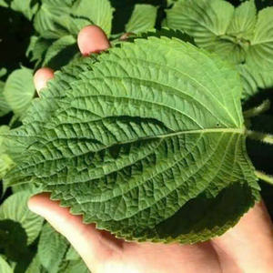 Directo de Vietnam: Hoja de perilla Prístina, cultivada con cuidado - Product Image 3