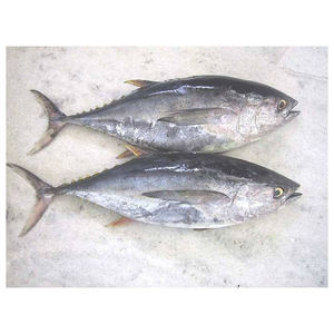 ปลาทูน่าหางเหลืองแช่แข็งราคาถูก เหมาะสำหรับการซื้อขายจำนวนมากและการจัดหาที่เชื่อถือได้ - Product Image 3