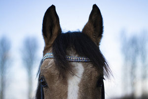 Rainbow Blue Horse Browband redonda Crystal Leather Horse Browband con logotipo personalizado fabricado por Producer - Product Image 5