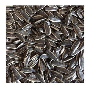 100% Natural Product France Quality Sunflower Seeds <b>Black</b> with <b>White</b> <b>Stripe</b> - Product Image 1