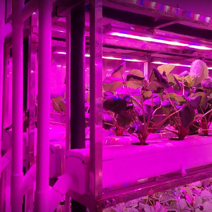 Ferme de fraises entièrement automatisée avec système de contrôle climatique de précision pour une récolte de fruits de haute qualité toute l'année - Product Image 4