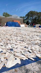 Hueso de sepia seco de alta calidad de Vietnam - Product Image 6