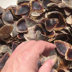 OPERCULUM MUREX CUISINÉ À LA MAIN/PARFAIT POUR L'ARTISANAT ET LES DESIGNS/FABRIQUÉ AU VIETNAM - Product Image 5