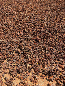 Anís Estrellado de Vietnam en Oferta, Anís Entero Seco Natural, Suministro de Fábrica, Exportación, Especias al por Mayor - Product Image 4