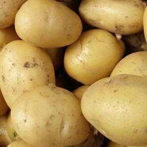 Pommes de terre fraîches de haute qualité, vente directe d'origine, pommes de terre bio fraîches, approvisionnement direct - Product Image 5