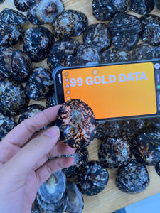 L'allaitement poli Limpet Seashells pour le marché France - Product Image 4